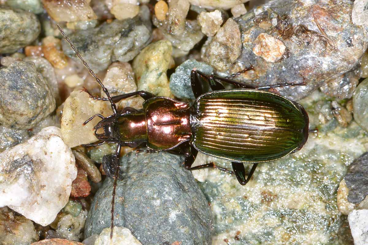 Pterostichus auratus (Carabidae)